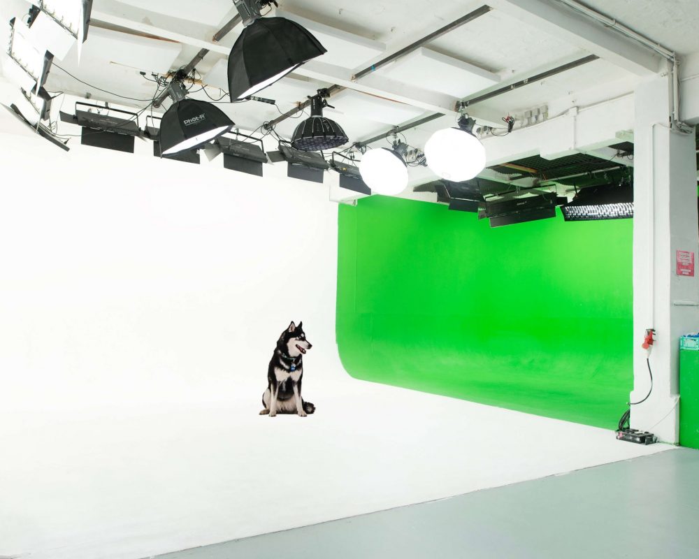 Allmost Studio Berlin – Hund im Fotostudio mit Weißer Hohlkehle und Greenscreen