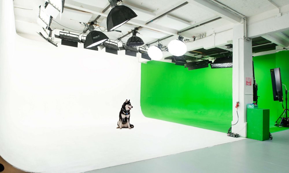 A husky sitting in Allmost Studio Berlin, featuring a professional photo studio with a white cyclorama and green screen setup. Equipped with softbox lights, perfect for creative photo and video productions.